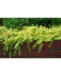 Lysimachia nummularia Aurea у саду